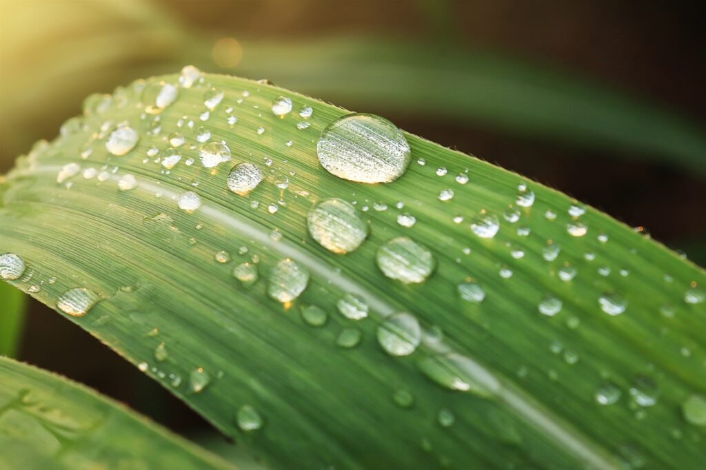 Waterdruppels op een groen blad