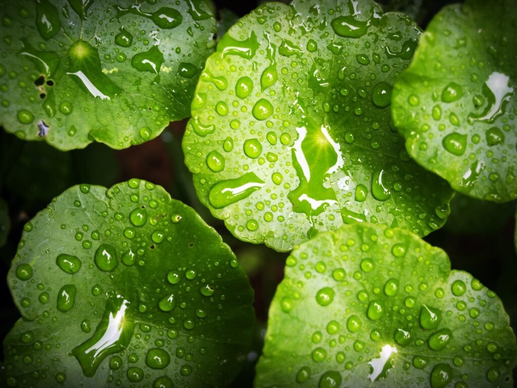 Groene bladeren met waterdruppels
